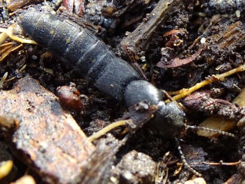 Réf. 248 713 : Ocypus aethiops